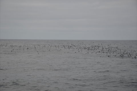 Settlement Point Viewing Platform - Attractions Brisbane 1