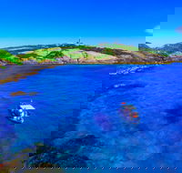 Snorkelling Montague Island - Attractions Brisbane