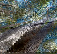 Wallumatta Nature Reserve - Attractions Brisbane