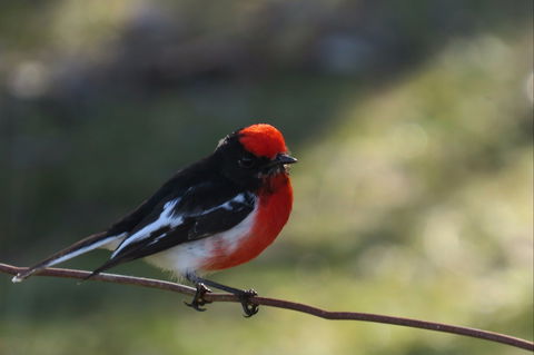 Weddin Bird Trails - Attractions Brisbane 0