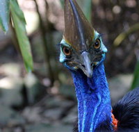Wildlife Habitat - Attractions Brisbane