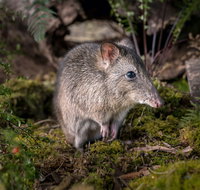 Wildlife Wonders - Attractions Brisbane