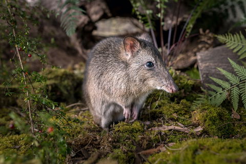 Wildlife Wonders - Attractions Brisbane 0