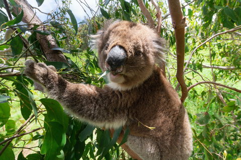 Wildlife Wonders - Attractions Brisbane 1