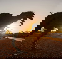 Australian Dinosaur Trail - Attractions Brisbane