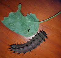 Batchelor Butterfly Farm  Pet Garden - Attractions Brisbane