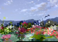 Blue Lotus Water Garden