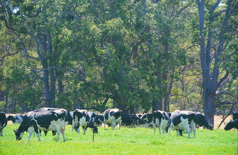 Boyanup - Attractions Brisbane 0