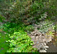 Brindle Creek Picnic Area - Attractions Brisbane