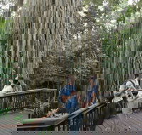 Curtain Fig Tree Yungaburra - Attractions Brisbane