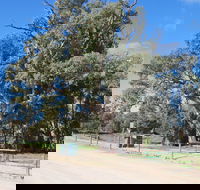 Giant Gum Tree - Attractions Brisbane