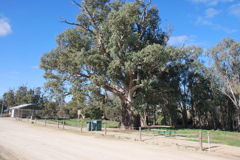 Giant Gum Tree - Attractions Brisbane 0