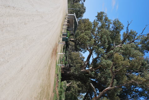 Giant Gum Tree - Attractions Brisbane 1