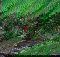 Goldsborough Valley Wooroonooran National Park - Attractions Brisbane