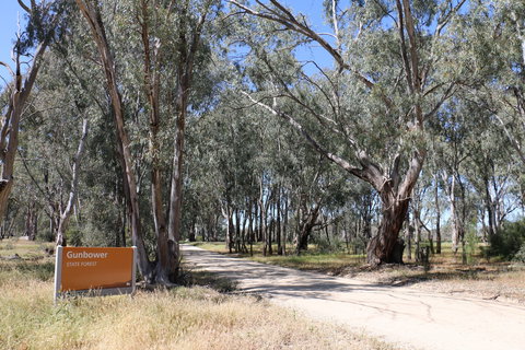 Gunbower Island Forest Drive - Attractions Brisbane 2