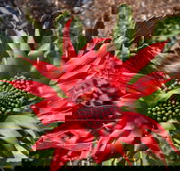 Inverawe Native Gardens - Attractions Brisbane