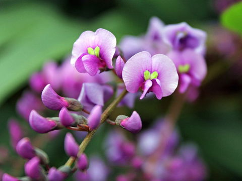 Inverawe Native Gardens - Attractions Brisbane 2