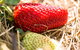 Kate's Berry Farm - thumb 2