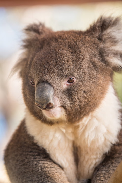 Kyabram Fauna Park - Attractions Brisbane 0