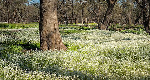 Leaghur State Park - Attractions Brisbane 0
