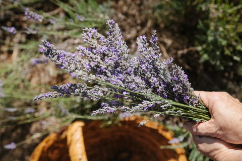 Nannup Lavender Farm - Attractions Brisbane 2
