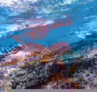 Ningaloo Marine Park - Attractions Brisbane