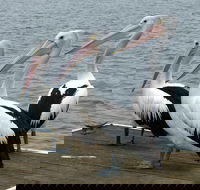 Pelican Feeding - Attractions Brisbane