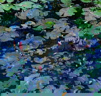 Pine Creek Water Gardens - Attractions Brisbane