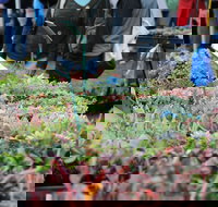 Portsea Market - Attractions Brisbane