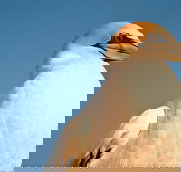 Port Phillip Heads Marine National Park - Attractions Brisbane