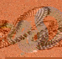 Red Desert Reptiles - Attractions Brisbane