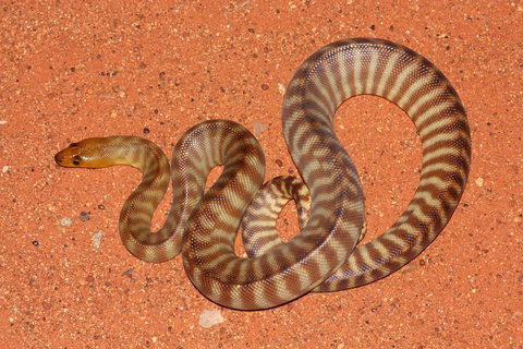 Red Desert Reptiles - Attractions Brisbane 0