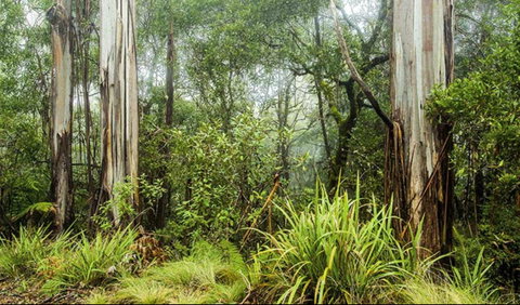 River Walking Track - Attractions Brisbane 0