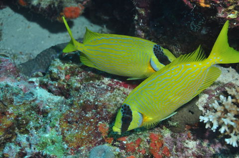 Snake Pit Dive Site - Attractions Brisbane 2