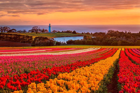 Table Cape - Attractions Brisbane 0