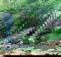 Tamborine National Park - Attractions Brisbane