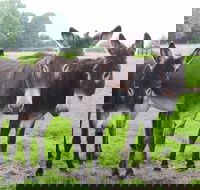 The Good Samaritan Donkey Sanctuary - Attractions Brisbane