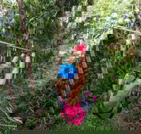 TreeTop Challenge - Sunshine Coast - Attractions Brisbane