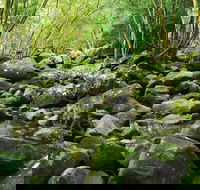 Wodi Wodi Walking Track - Attractions Brisbane