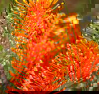 Wongan Hills Wildflowers - Attractions Brisbane