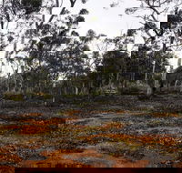Woylie Walk Dryandra Woodland - Attractions Brisbane