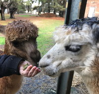 Alpaca Farm Experience at Crookwell - Attractions Brisbane