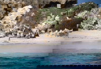 Australian Sea Lions