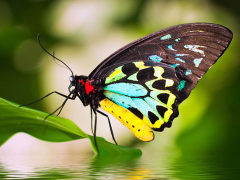 Australian Butterfly Sanctuary - Attractions Brisbane 1