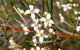 Banksia Track, Burrum Coast National Park - thumb 2