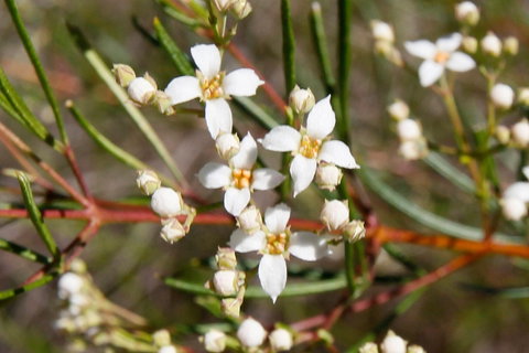 Banksia Track, Burrum Coast National Park - Attractions Brisbane 2