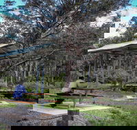 Barrington Tops State Forest - Attractions Brisbane