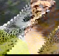 Billabong Zoo Koala and Wildlife Park - Attractions Brisbane