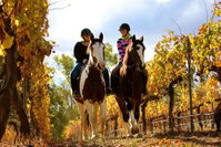 Billabong Ranch Adventure Park