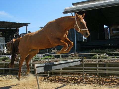 Boggy Creek Show - Attractions Brisbane 1